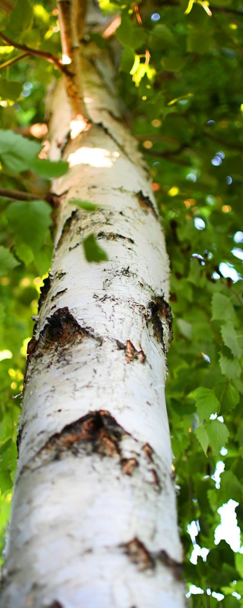 birch-6536597_1920